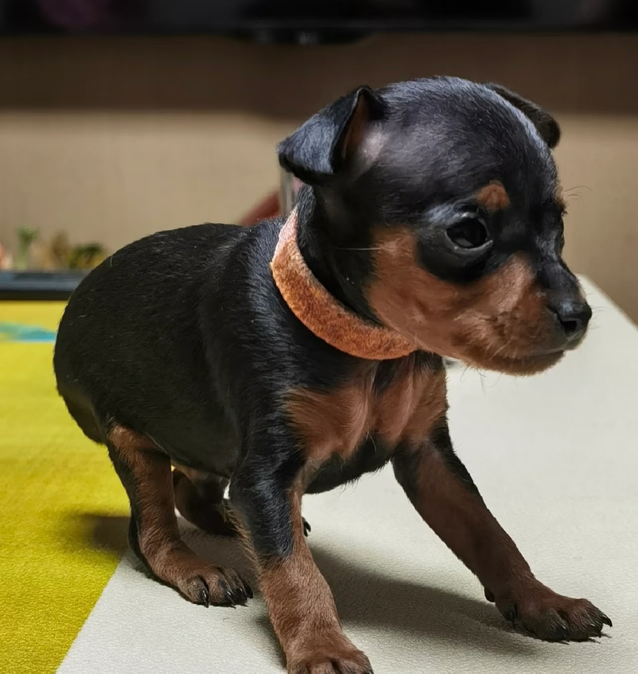 小鹿犬